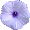 Ipomoea cairica